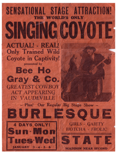 Chink, The Singing Coyote